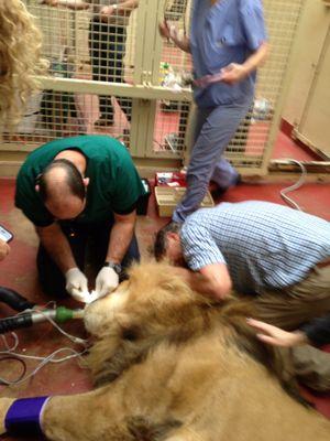 The honor of treating the King Of The Jungle -SF Zoo...