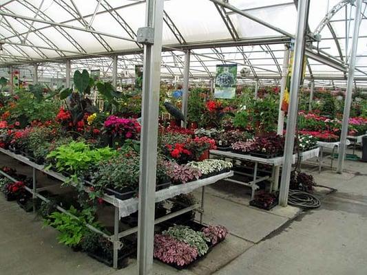 Lots of annuals.