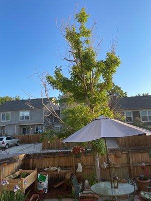 Maple tree with dead branches.