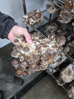 Shiitake mushroom from Sno-Valley Mushrooms in Carnation