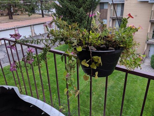 My end of season planter with flowers from the "free" bin, thank you so much!!!