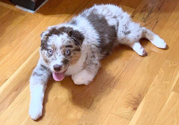 Ilex my Australian Shepherd who comes here often for puppy shots and soon to be fixed.