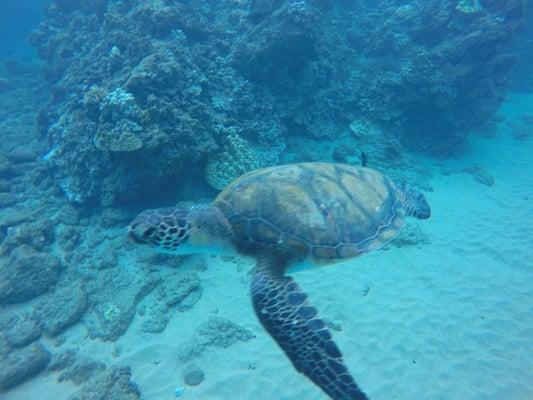 We had to move out of this big guy's way! At Black Rock.