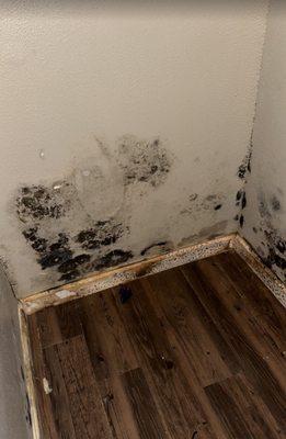 SEVERE black mold