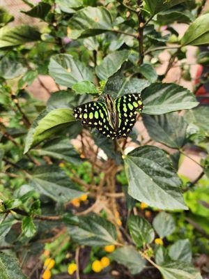 Tailed jay