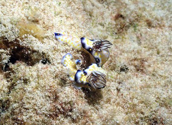 imperial nudibranch