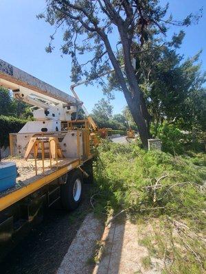 Debris from trimming 2 pine trees.