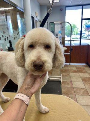 Meadows First time at Petsmart , by Jeannette