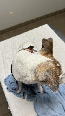 Senior Jack Russell Terrier getting acupuncture