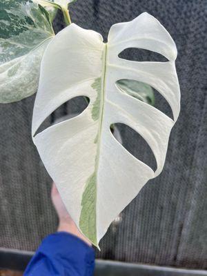 Monstera albo