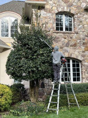 Spring pruning