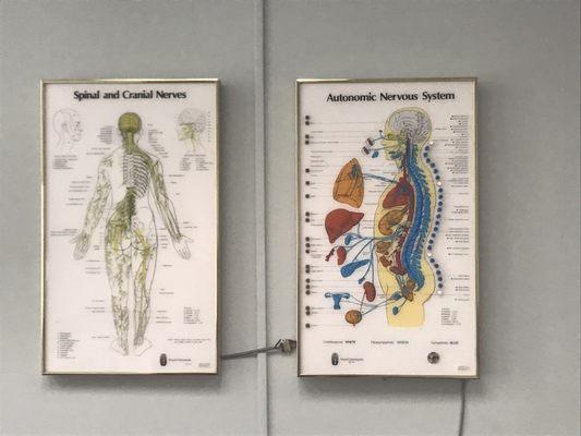 More maps for the doctor to show you how pinched nerves and back issues effect your vital organs