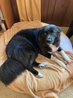 Our beautiful girl after her first grooming.  NOT at Aloha.  We moved to Ventura County and not able to return to this groomer