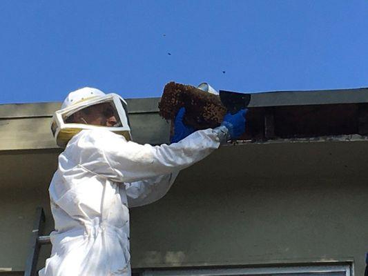 All Pest Pros Tech removing Bee Hive