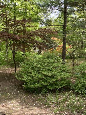 Gorgeous Japanese maple with huge azaleas in background