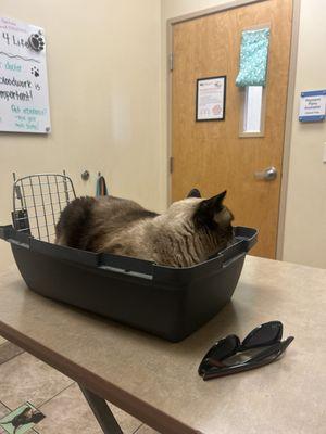 Mia in the waiting room waiting patiently