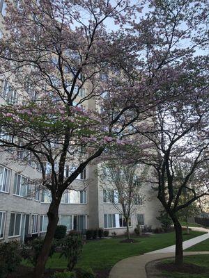 I love the trees at Shirlington House!