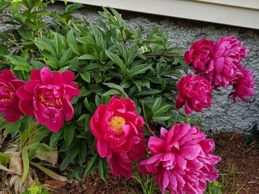 Hot pink peony