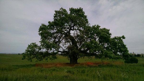 Large Oak after pruning and Plant Health Care services