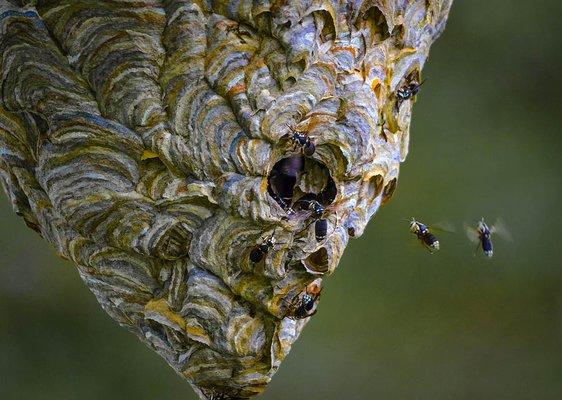 White or Bald Faced Hornets