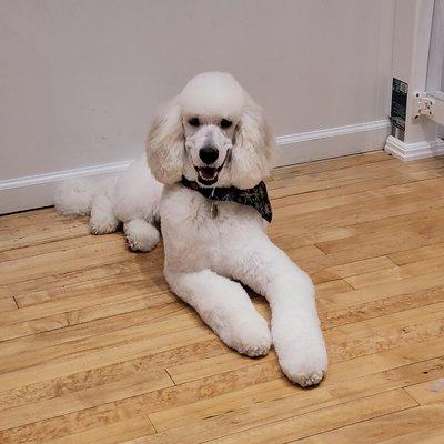 Simba the Standard Poodle