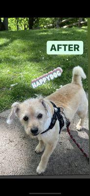 At the park after his haircut and groom feeling frisky!