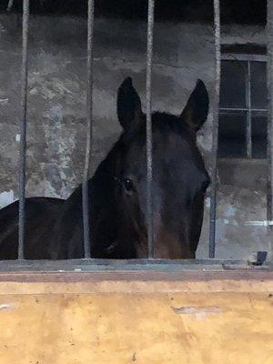 Northwestern Equestrian Facility