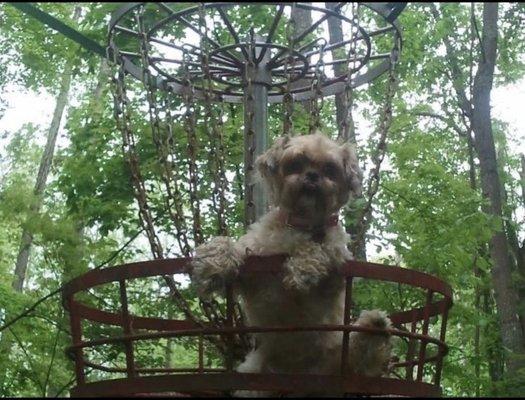 Our lil Taters hanging out at a disc golf course