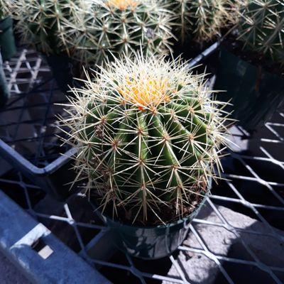 My little Golden Barrel Cactus... his name is Barry