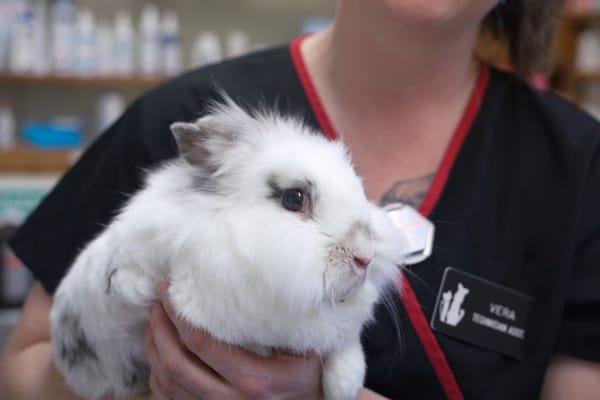 We love our bunnies and pocket pets at North Seattle Vet!