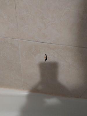 Hole in shower wall.