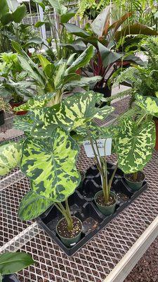 Alocasia Hilo