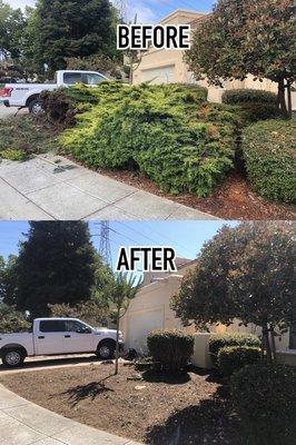 Before and after picture of a 20 year old juniper that was removed.