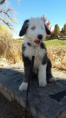 Zoey at the park showing off her clean coat after a visit to Shear it Up!