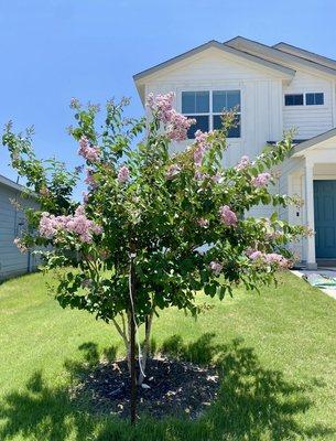 Basham Crape Myrtle beginning of Spring