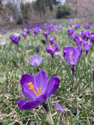 Small purple crocus