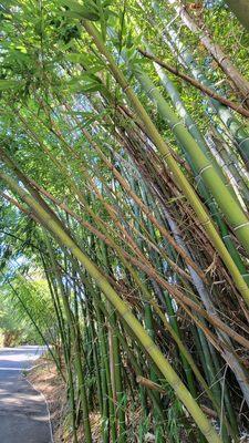 The bamboo walls of privacy