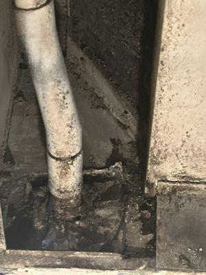 Black mold