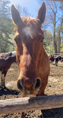 Horses at the corrals