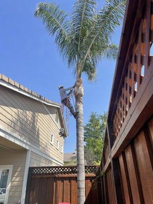 Call today for a FREE ESTIMATE (925)421-3408
We do Junk Removal & Palm and Tree Trimming