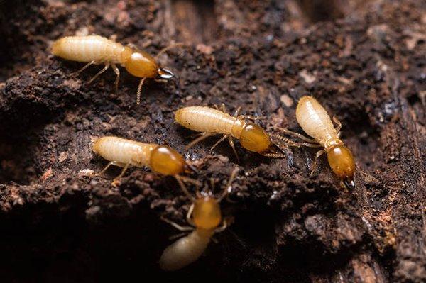 subterranean termites