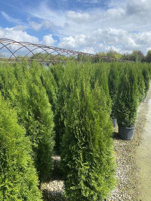 A plethora of arborvitae trees!