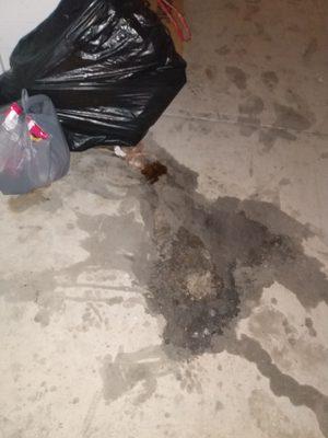 Resident leaving leaky trash bags out. Stains are left there uncleaned. Staff does NOT clean the walk ways.