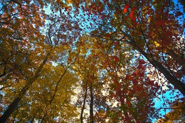 Fall leaves on property trees.