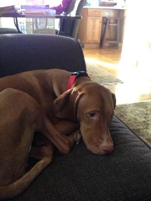 Our Vizsla, sleeping it off.