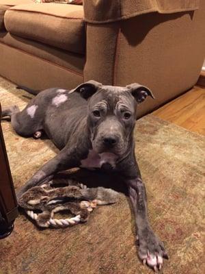 Mabel chillin at home on the carpet