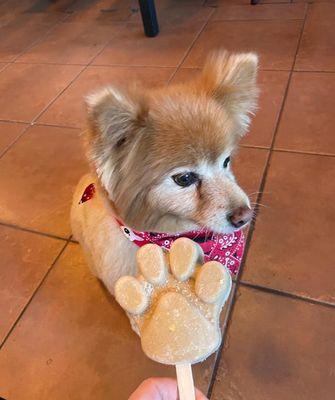 Coco my dog with a treat after grooming.