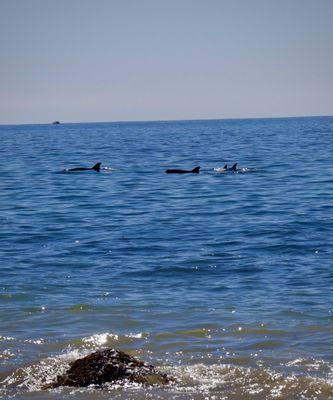 A pod of dolphins were playing near the beach!