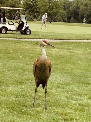 Sand crane checking out my shot.