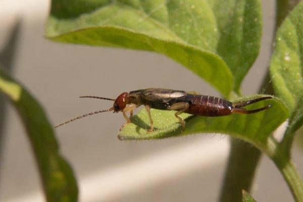 Tired of all the pincher bugs (earwigs) everywhere?  We can help you with those!